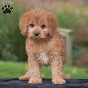 Jax, Cavapoo Puppy
